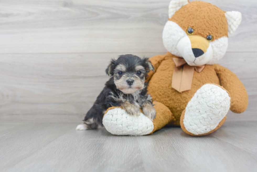 Friendly Morkie Baby