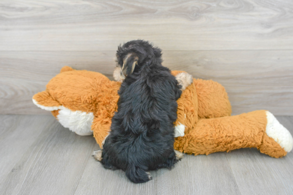 Morkie Pup Being Cute