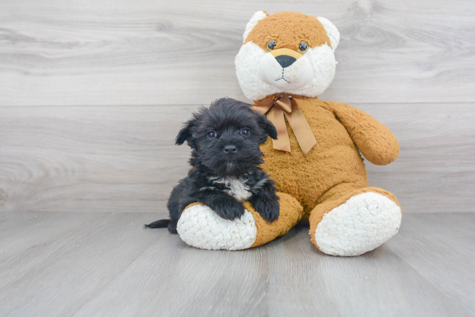 Morkie Puppy for Adoption