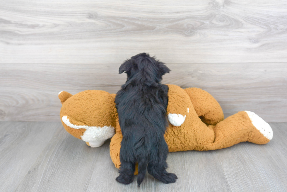 Morkie Puppy for Adoption