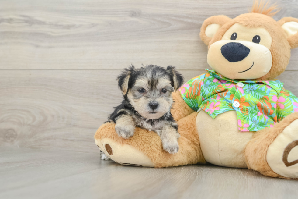 Funny Morkie Designer Pup