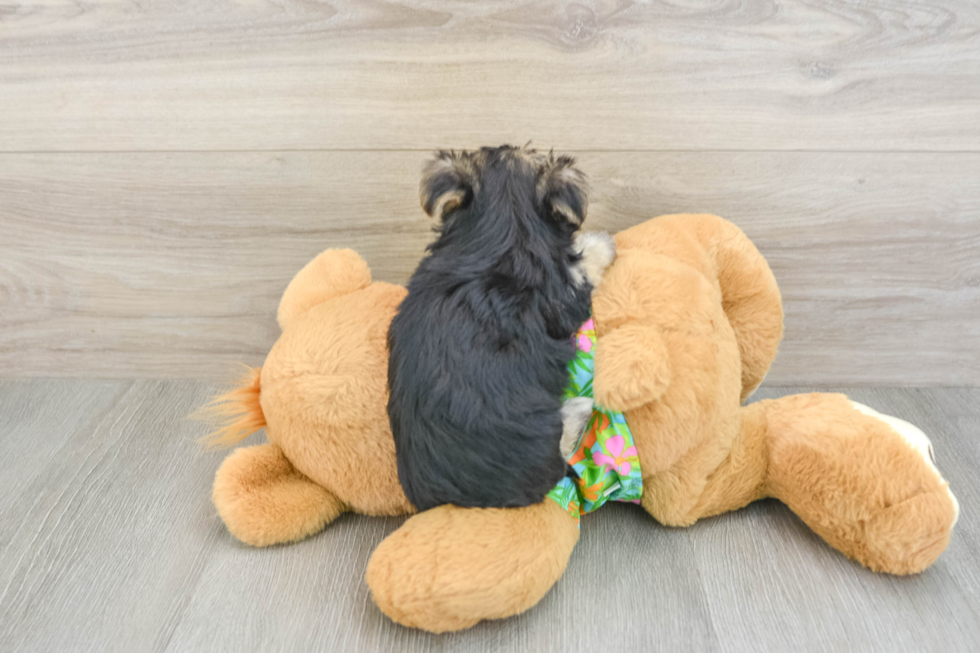 Smart Morkie Designer Pup