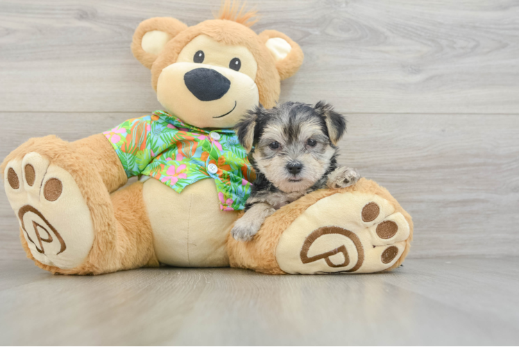 Energetic Yorktese Designer Puppy