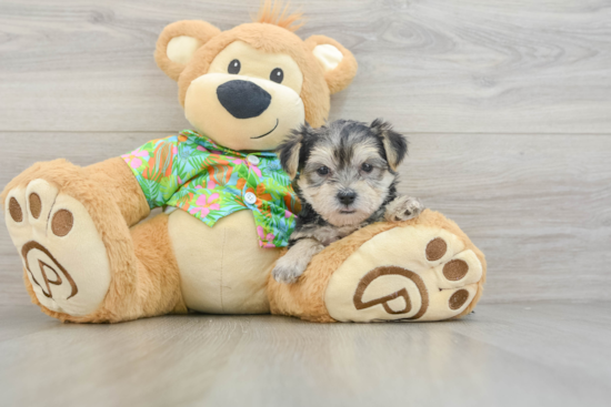 Energetic Yorktese Designer Puppy