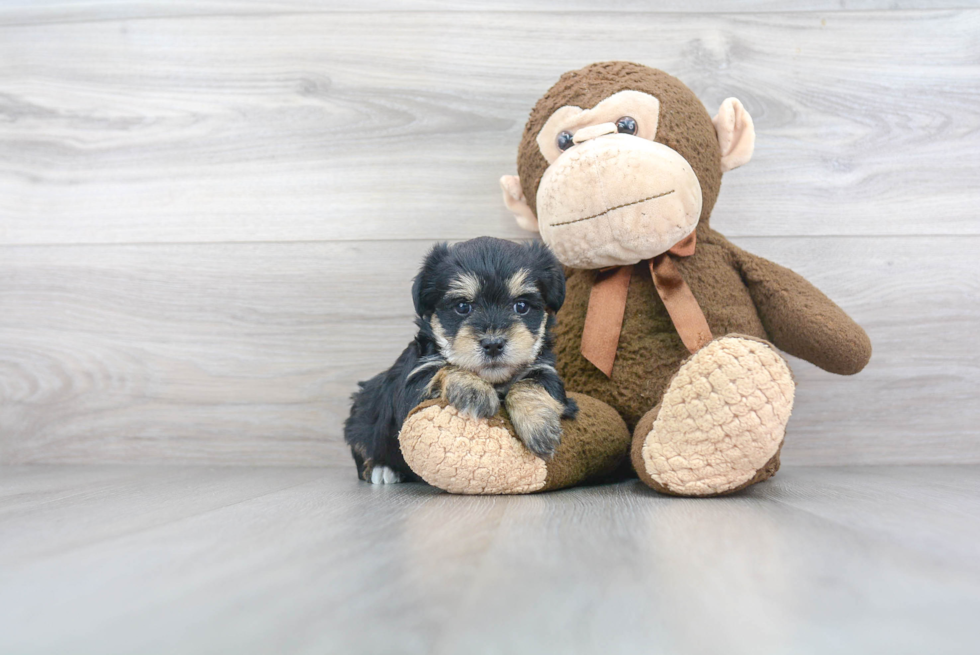 Morkie Pup Being Cute