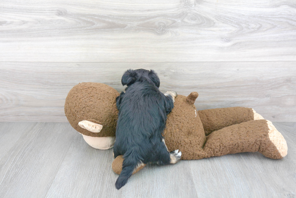 Energetic Yorkie Designer Puppy