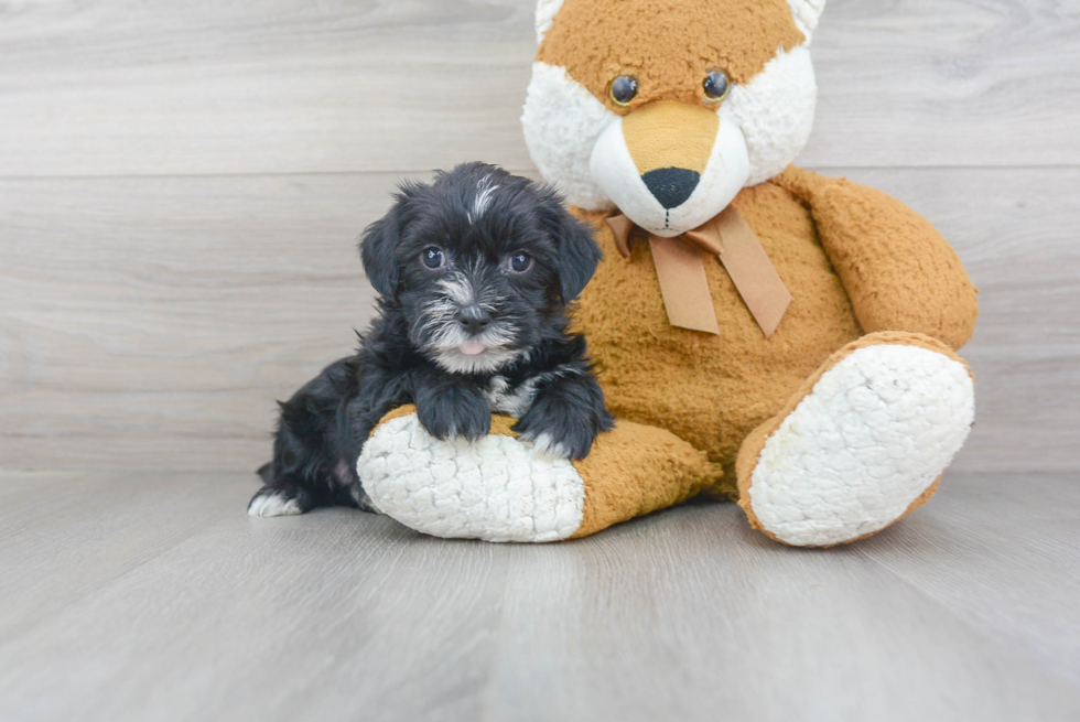 Friendly Morkie Baby