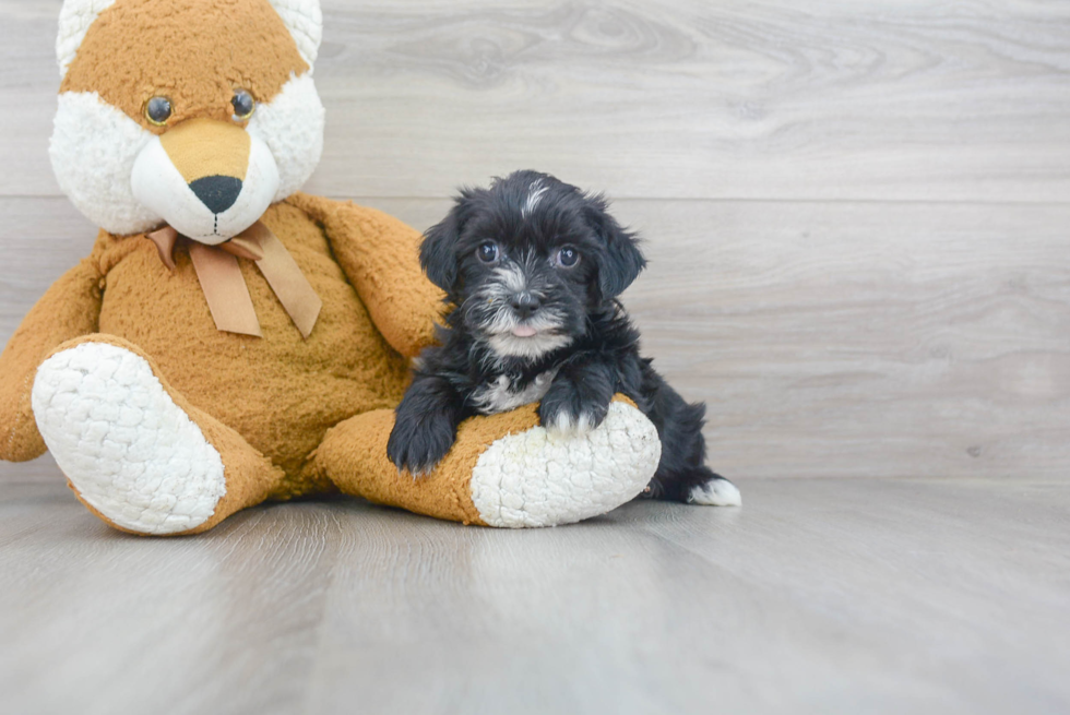 Friendly Morkie Baby