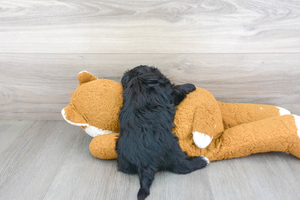 Morkie Puppy for Adoption