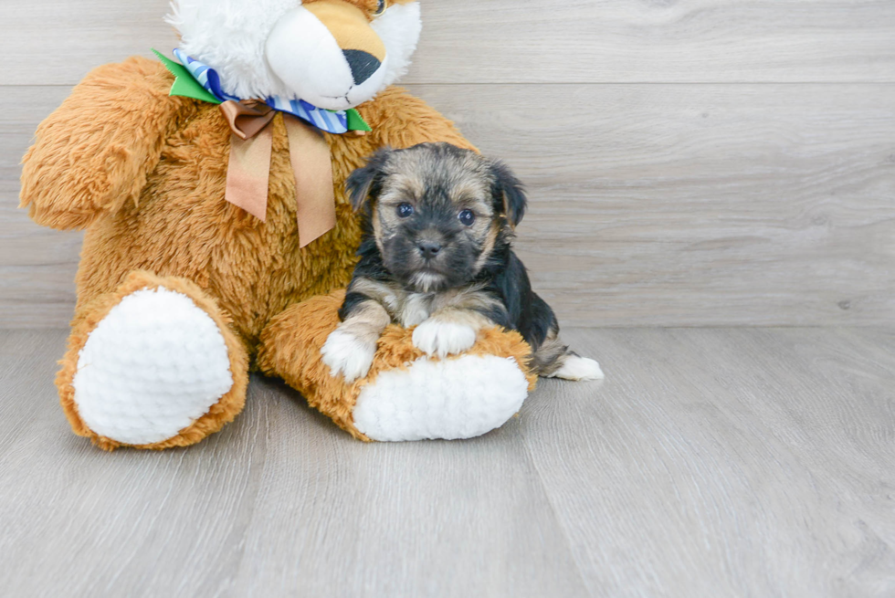 Hypoallergenic Yorkie Designer Puppy