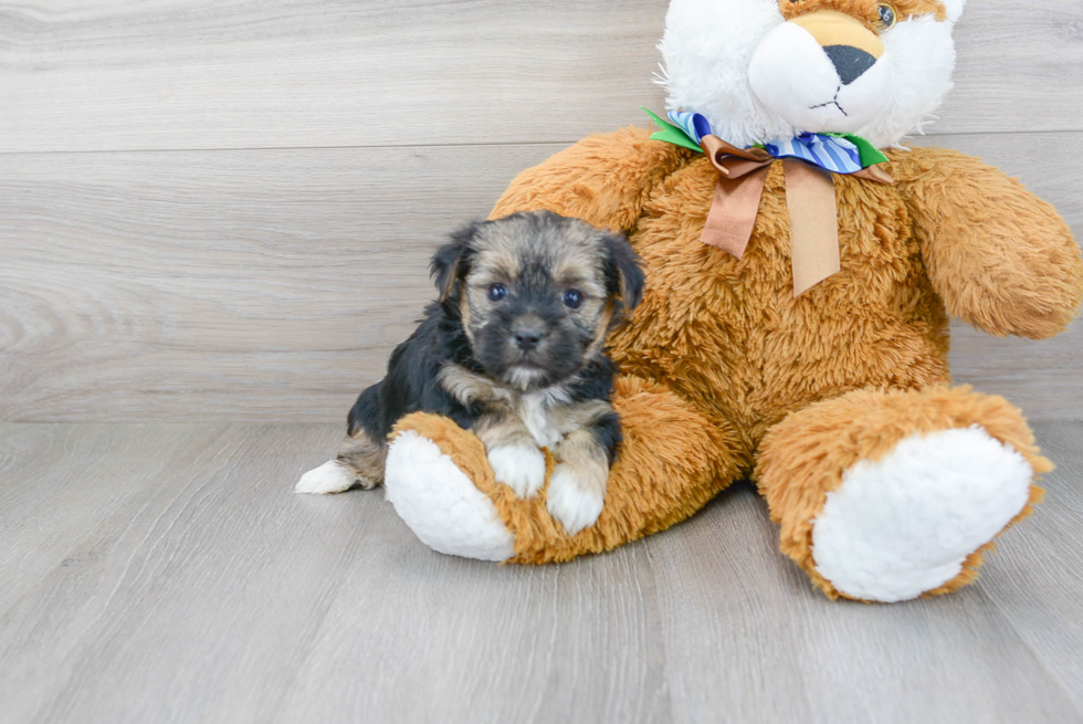 Fluffy Morkie Designer Pup