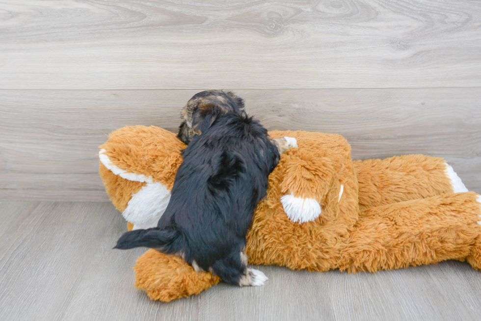 Petite Morkie Designer Pup