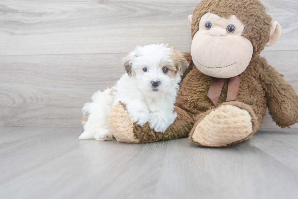 Morkie Puppy for Adoption