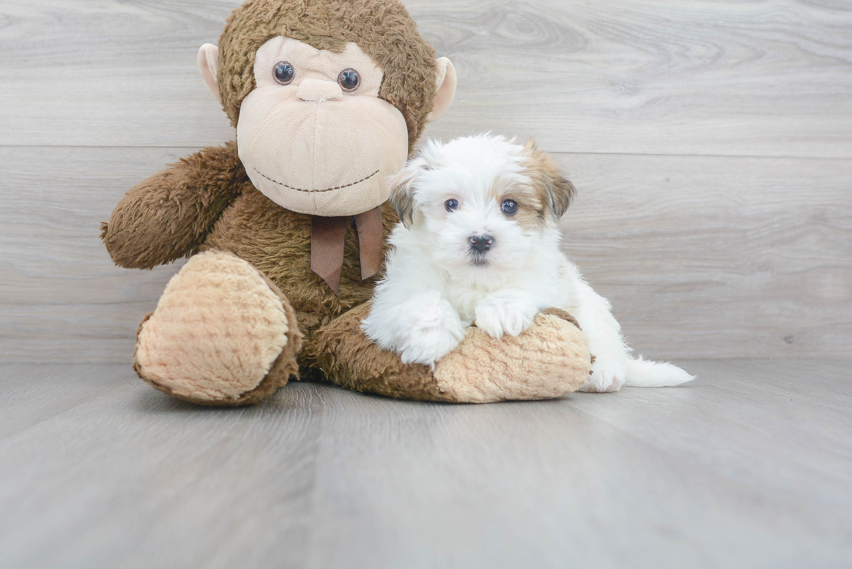 Popular Morkie Designer Pup