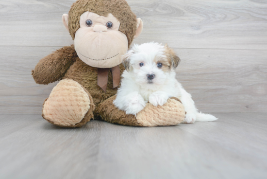 Popular Morkie Designer Pup