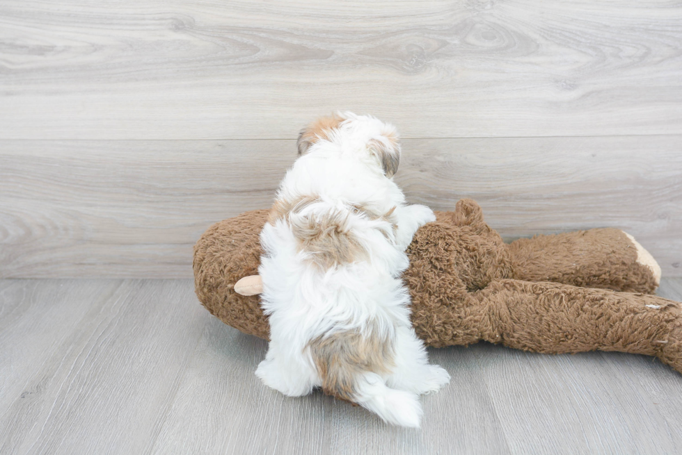 Funny Morkie Designer Pup