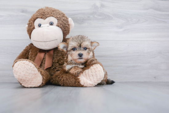 Morkie Puppy for Adoption