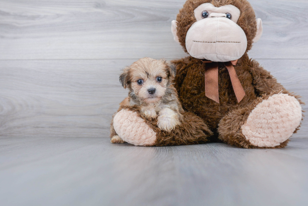 Smart Morkie Designer Pup