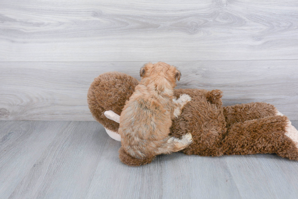 Morkie Pup Being Cute