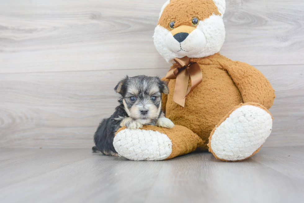 Morkie Pup Being Cute