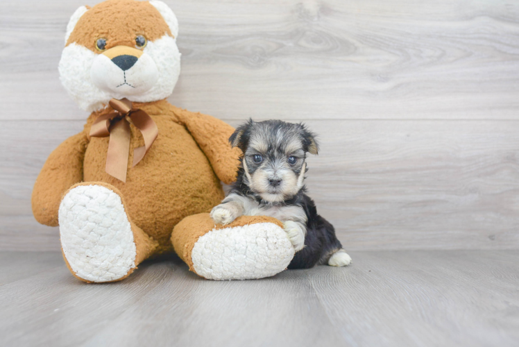 Morkie Pup Being Cute