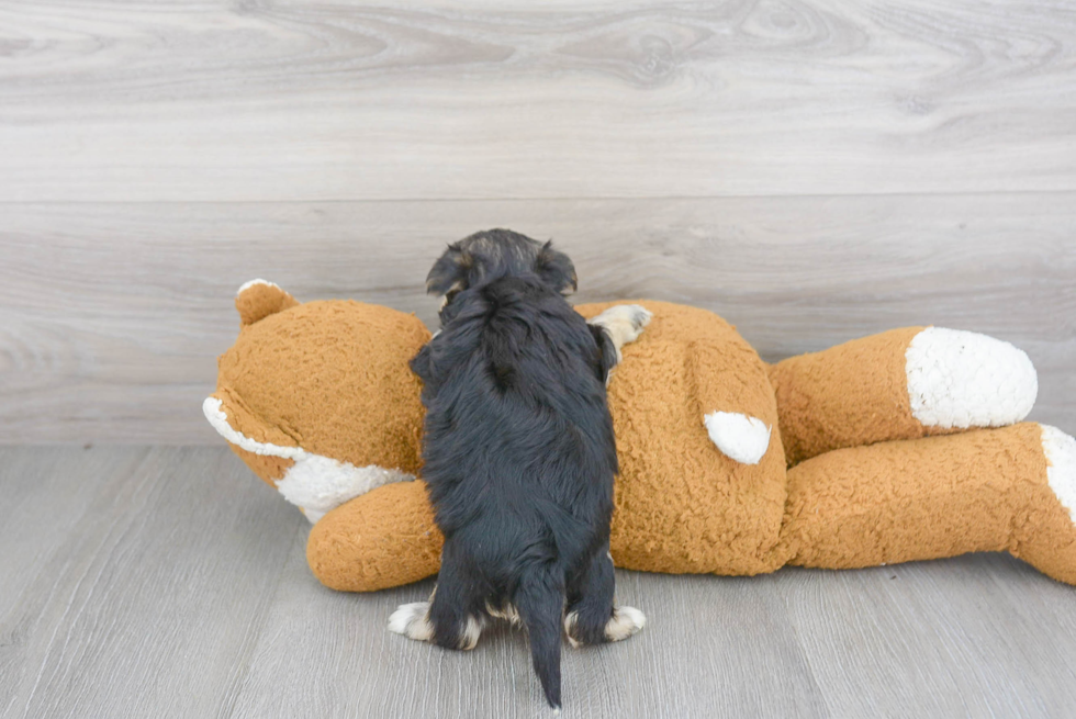 Morkie Pup Being Cute