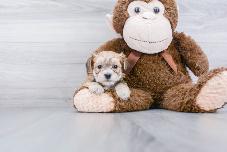 Popular Morkie Designer Pup