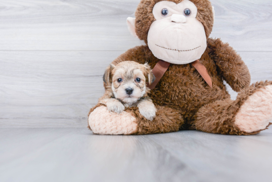 Popular Morkie Designer Pup