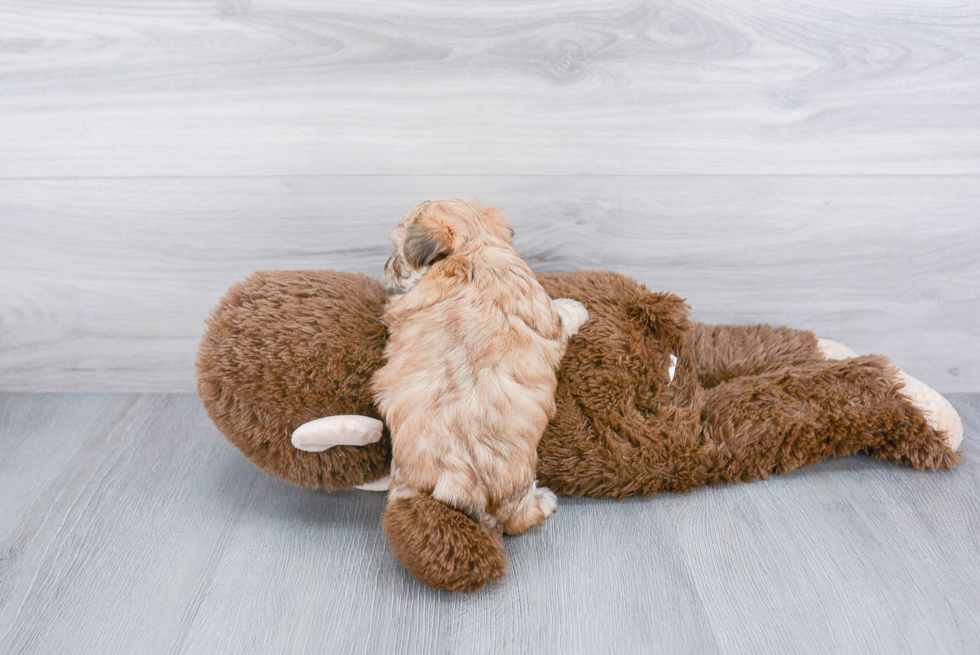 Little Yorkie Designer Puppy