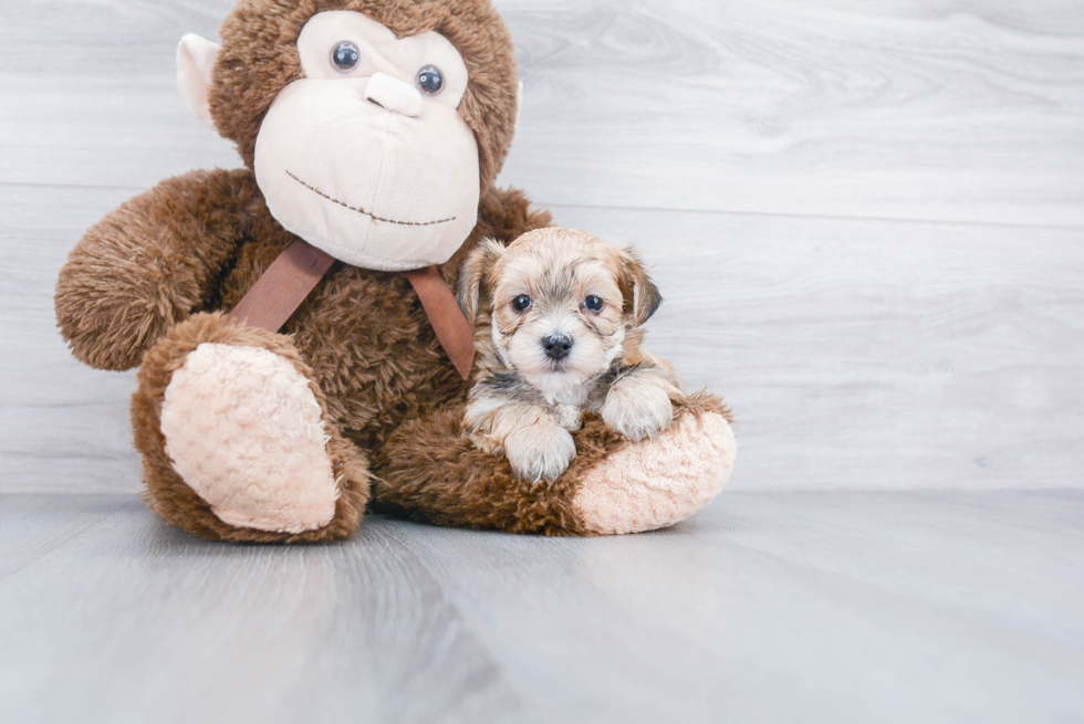 Best Morkie Baby