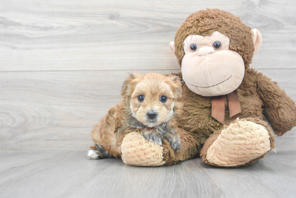 Petite Morkie Designer Pup