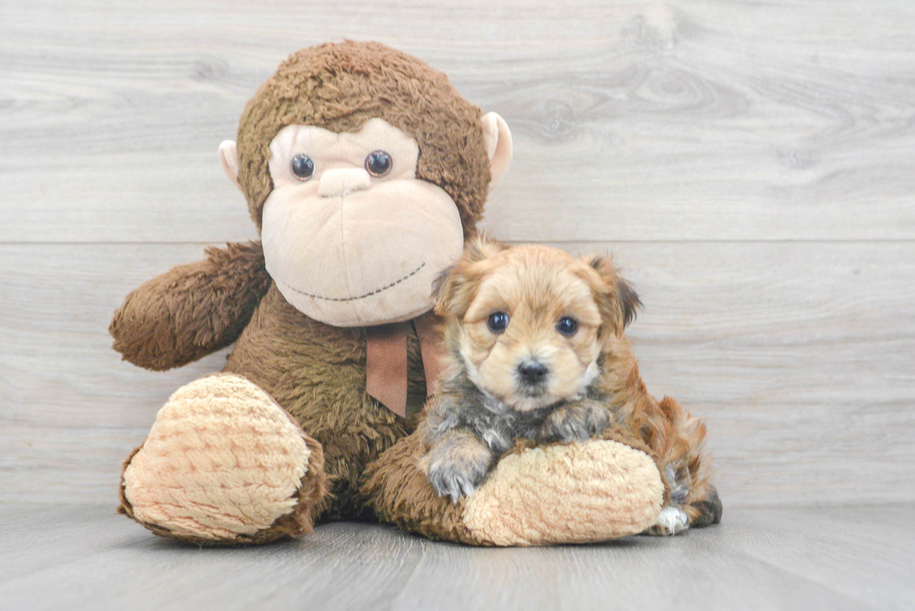 Best Morkie Baby