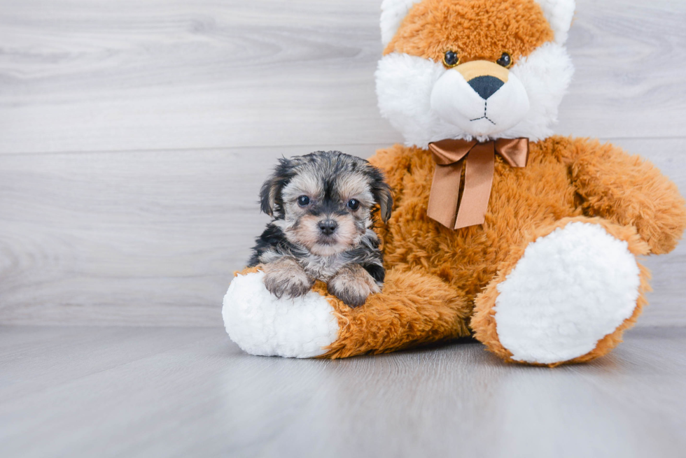 Petite Morkie Designer Pup