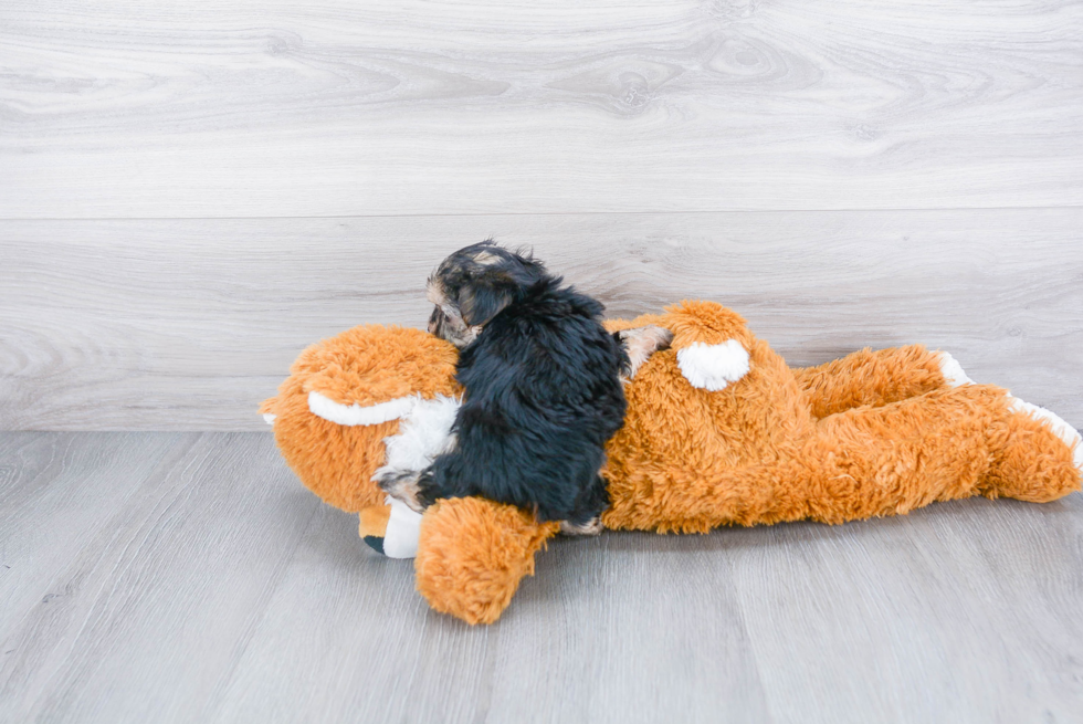 Morkie Puppy for Adoption