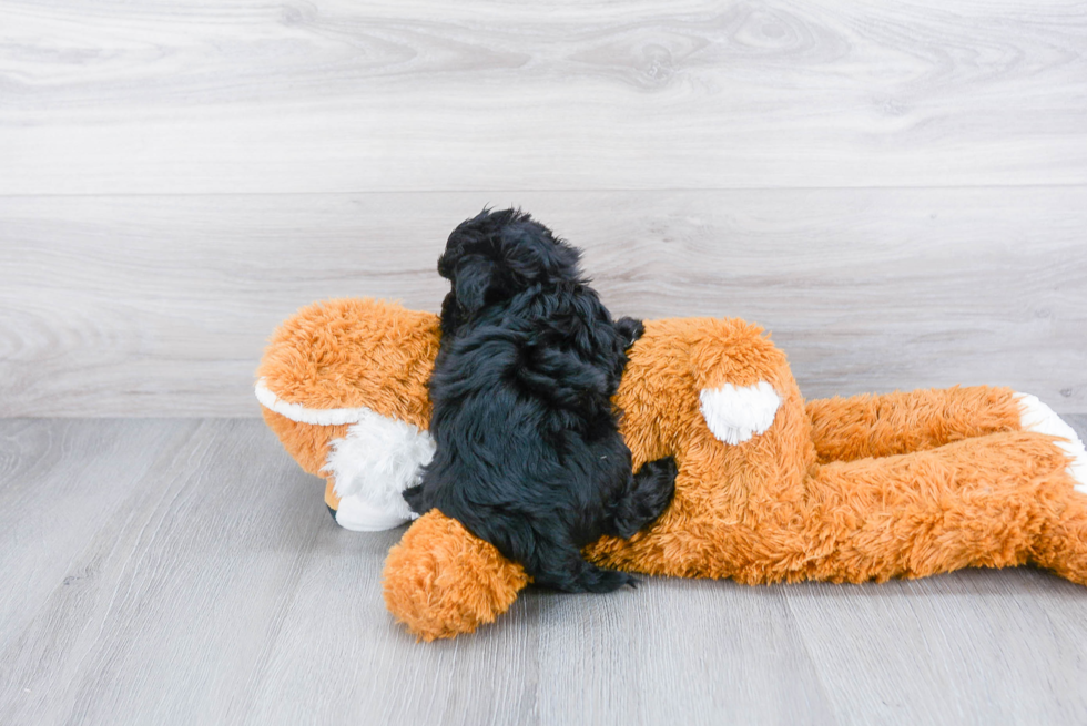 Morkie Puppy for Adoption