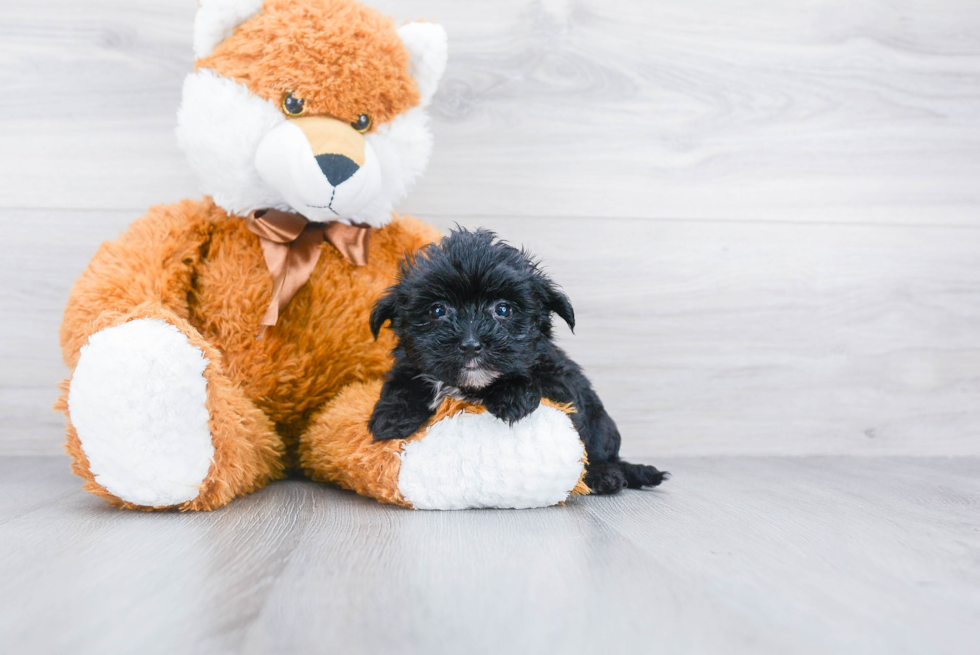 Fluffy Morkie Designer Pup