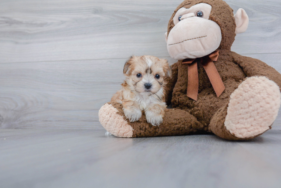 Popular Morkie Designer Pup