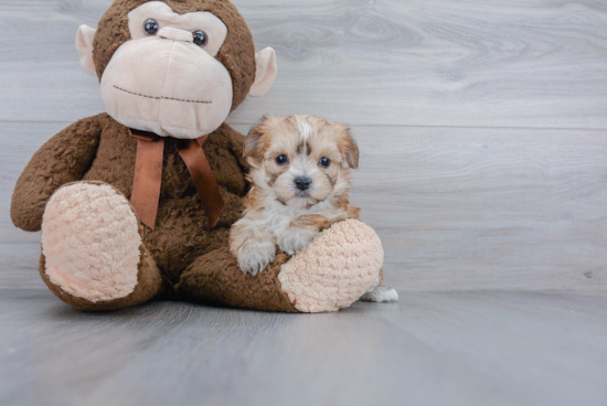Morkie Pup Being Cute