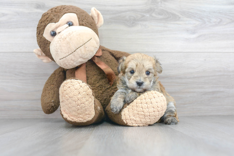 Popular Morkie Designer Pup