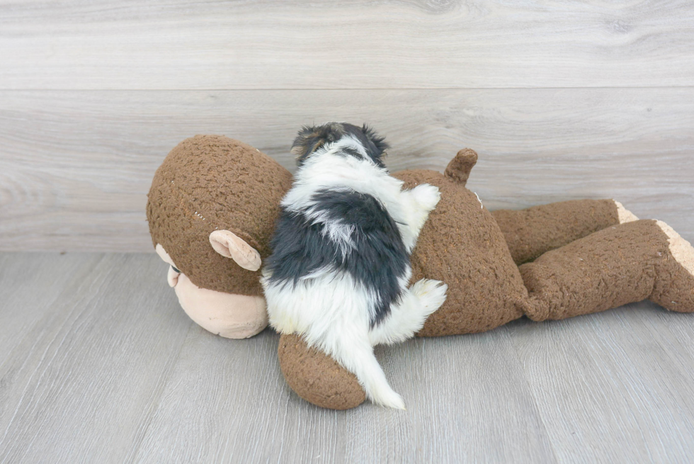 Fluffy Morkie Designer Pup