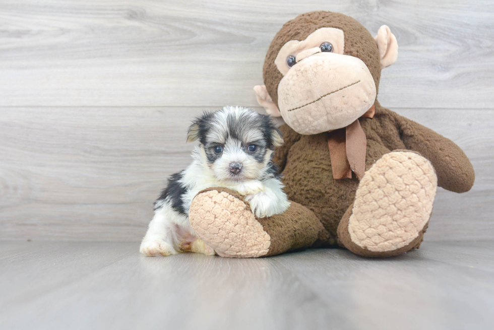 Sweet Morkie Baby