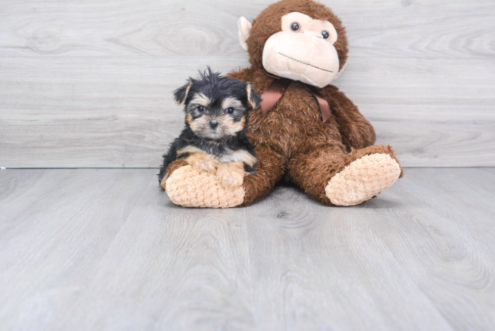Best Morkie Baby