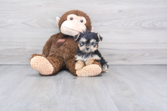 Adorable Yorkie Designer Puppy