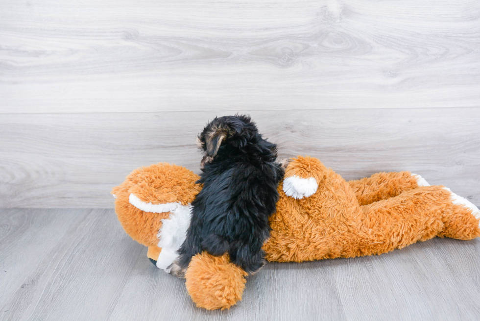 Energetic Yorkie Designer Puppy