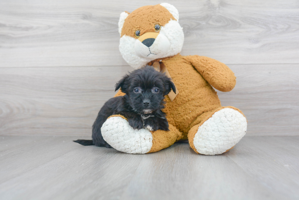 Morkie Puppy for Adoption