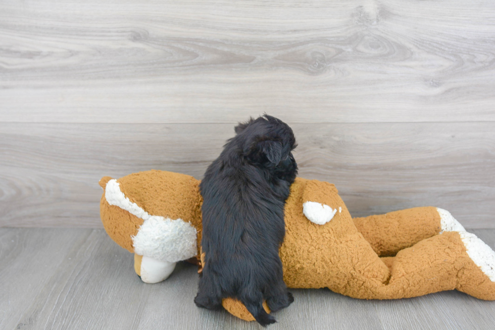 Funny Morkie Designer Pup