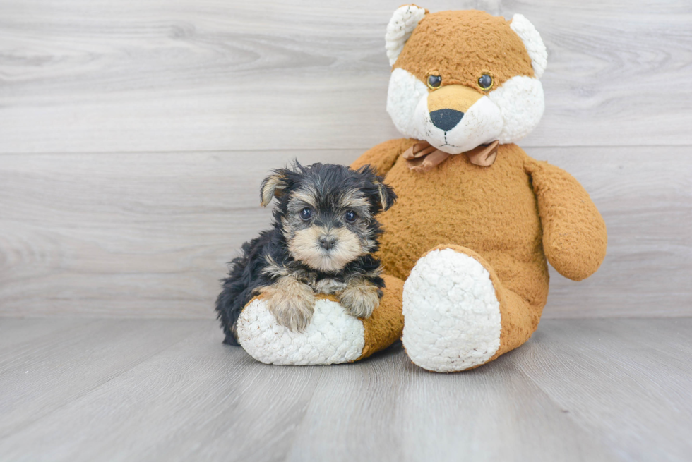 Friendly Morkie Baby