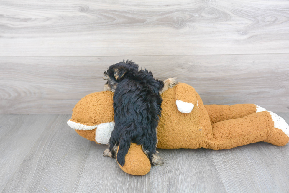 Morkie Puppy for Adoption