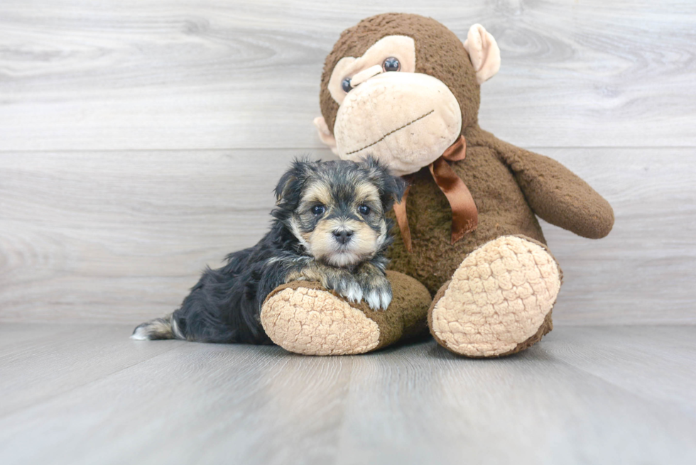 Morkie Puppy for Adoption