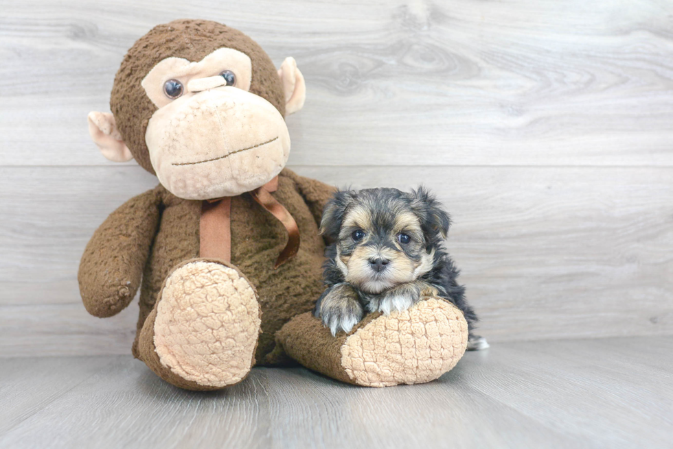 Funny Morkie Designer Pup
